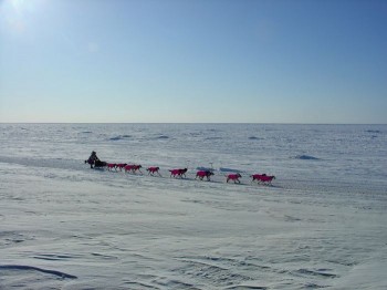 DeeDee a few miles from Nome