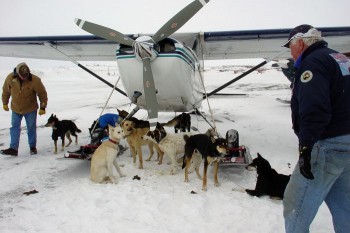 Plane Load of Dogs